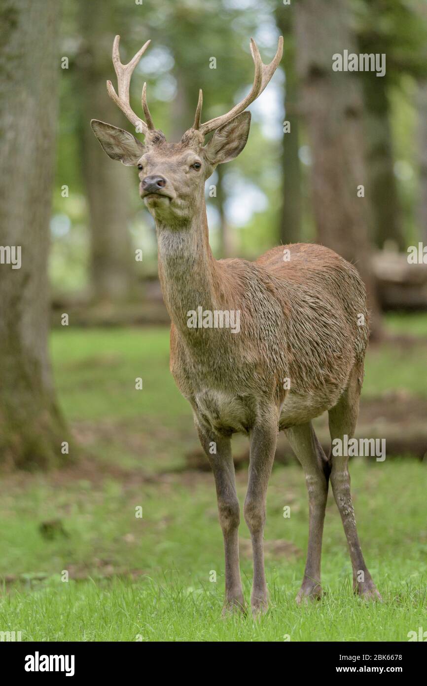 A red deer stag in a forest with pine and oaks Stock Photo