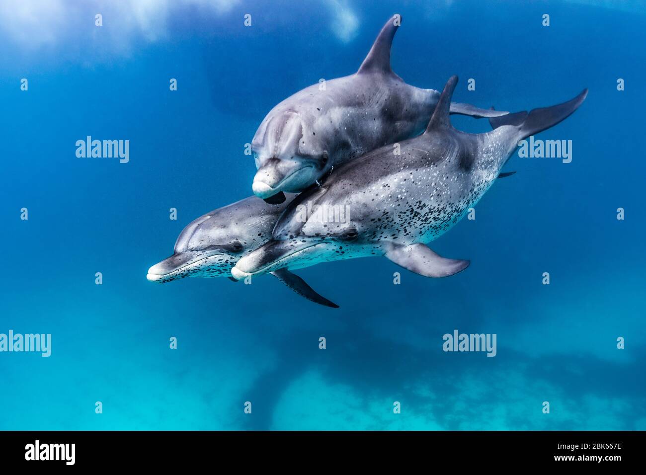 Delfin Familie beim spielen unterwasser vor den Bahamas Stock Photo