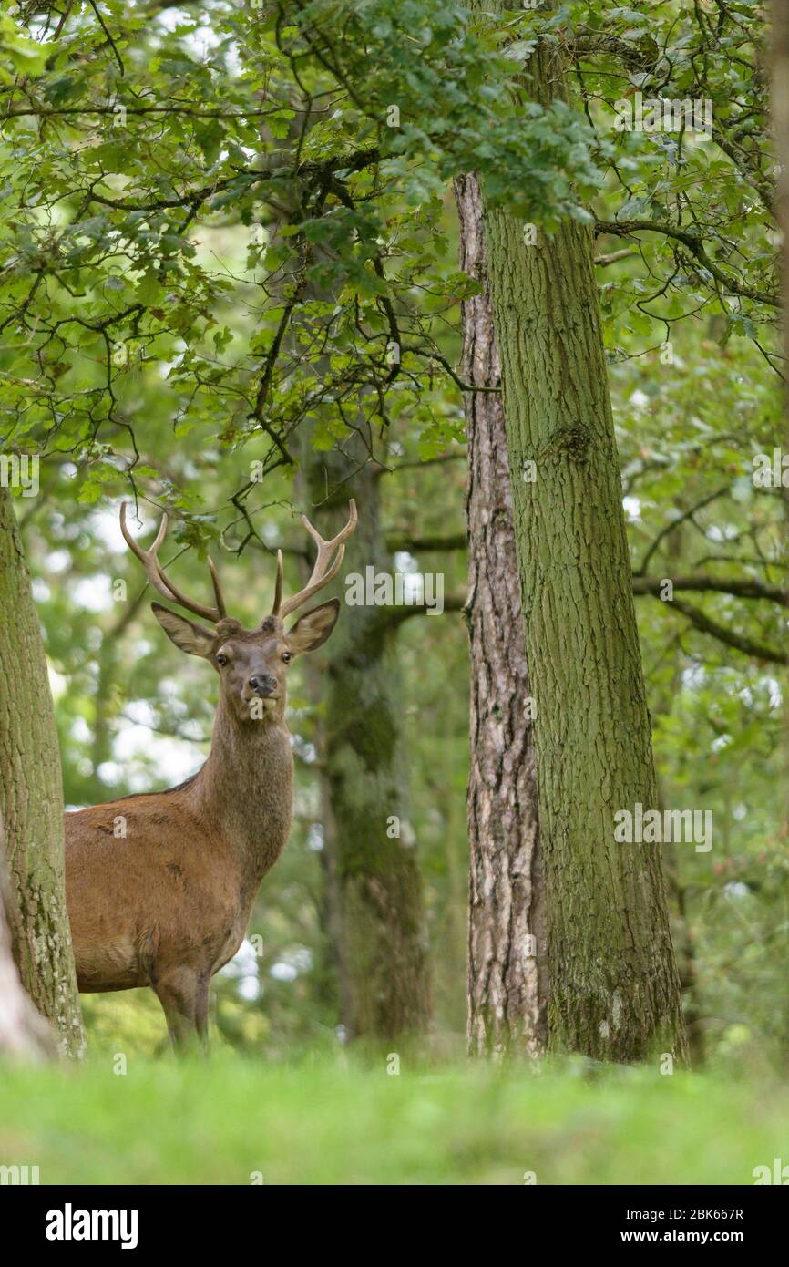 A red deer stag in a forest with pine and oaks Stock Photo