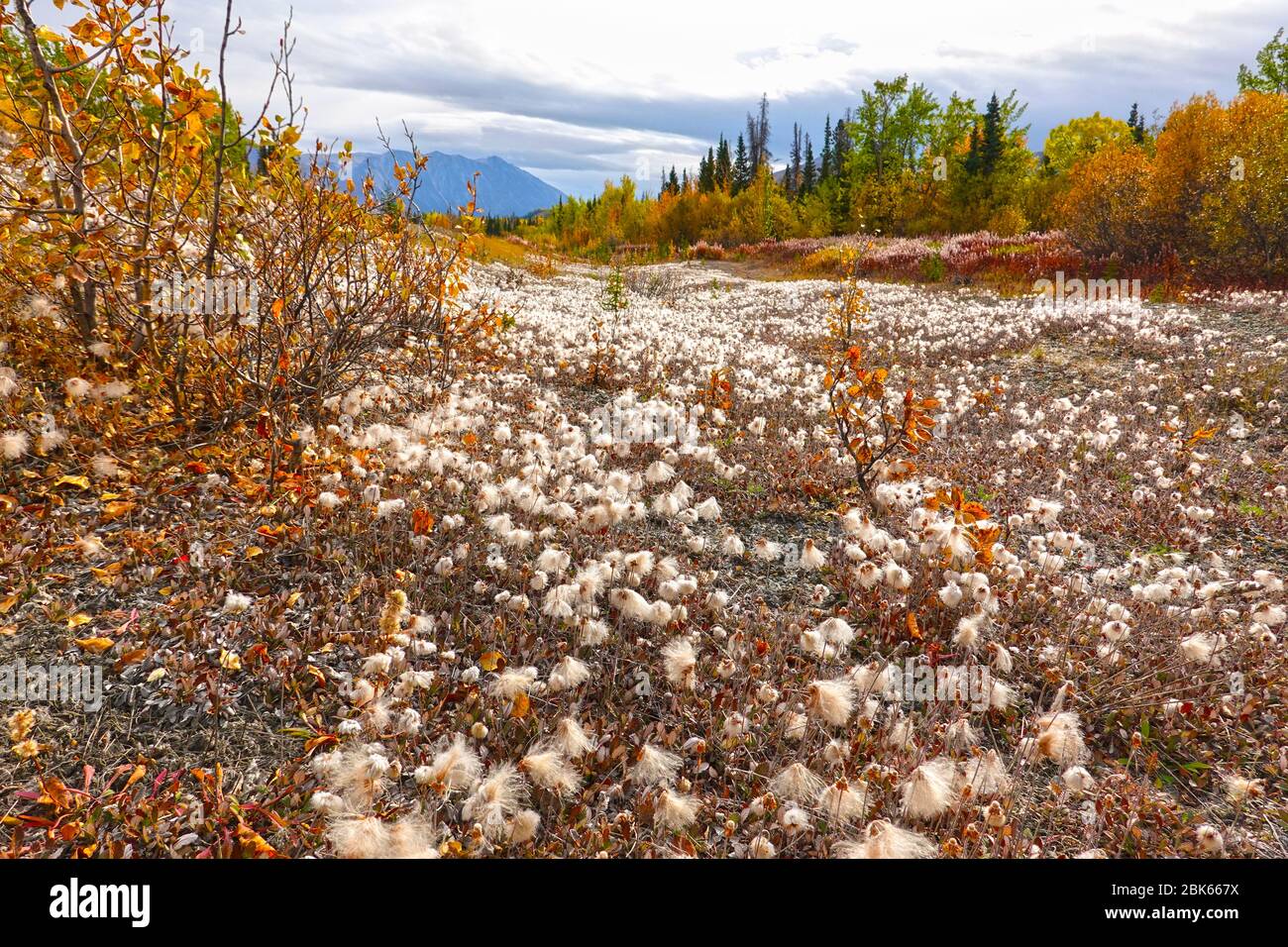 Colourful landscape with cotton grass in autumn at northern Yukon, Canada. Stock Photo