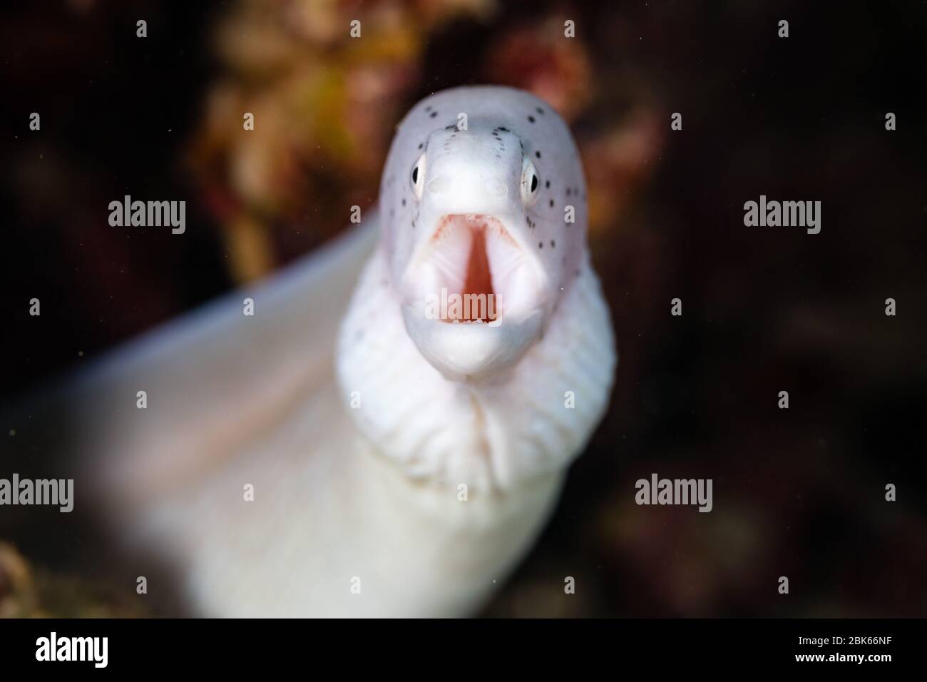 Moray eel with open mouth Stock Photo Alamy