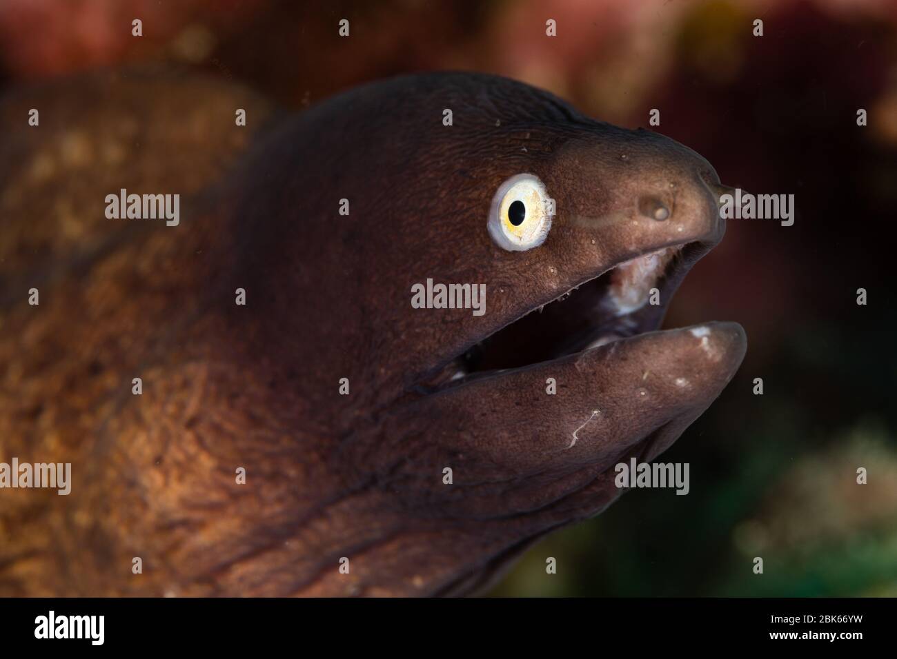 Moray eel with open mouth Stock Photo Alamy