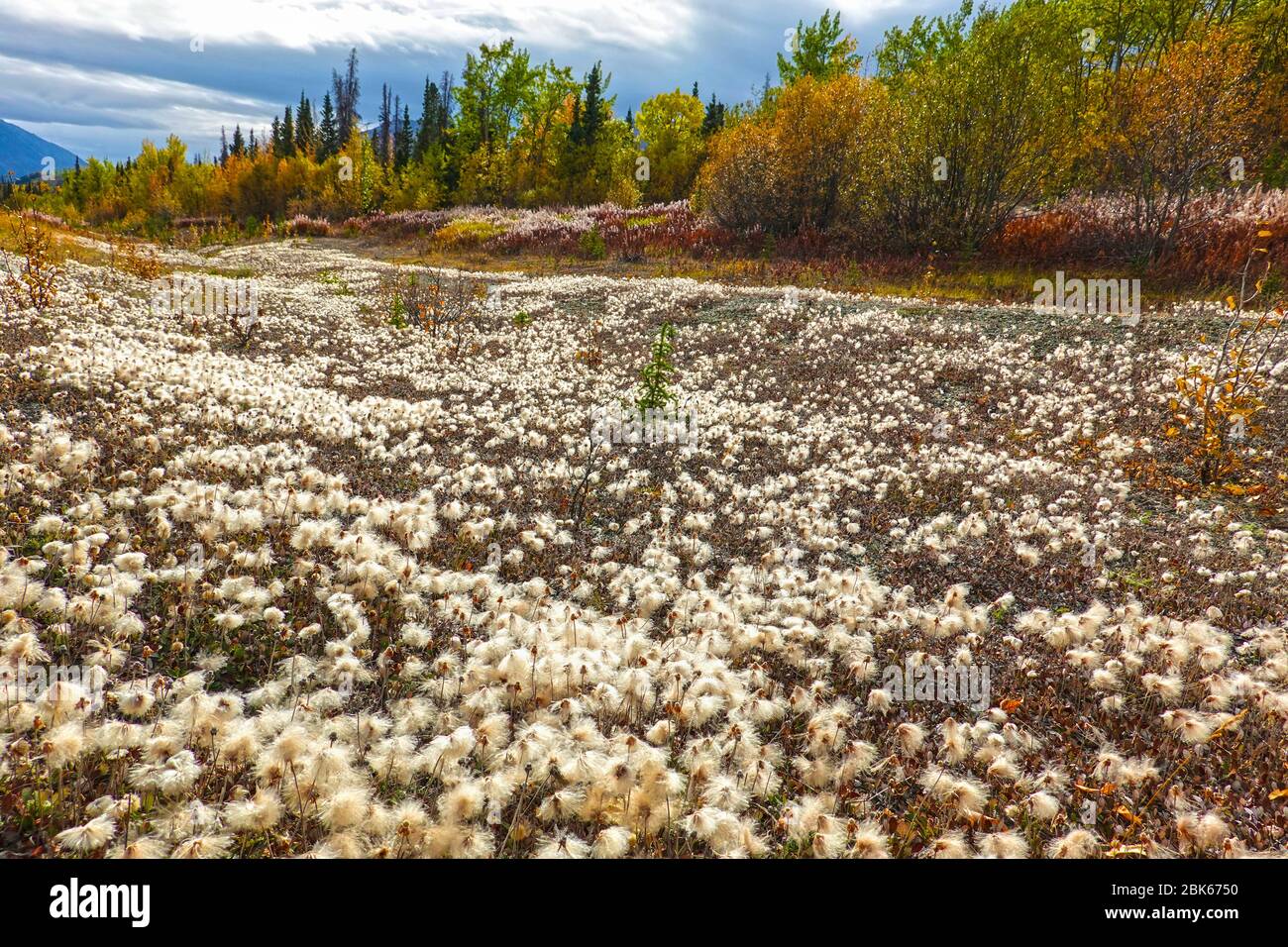 Colourful landscape with cotton grass in autumn at northern Yukon, Canada. Stock Photo