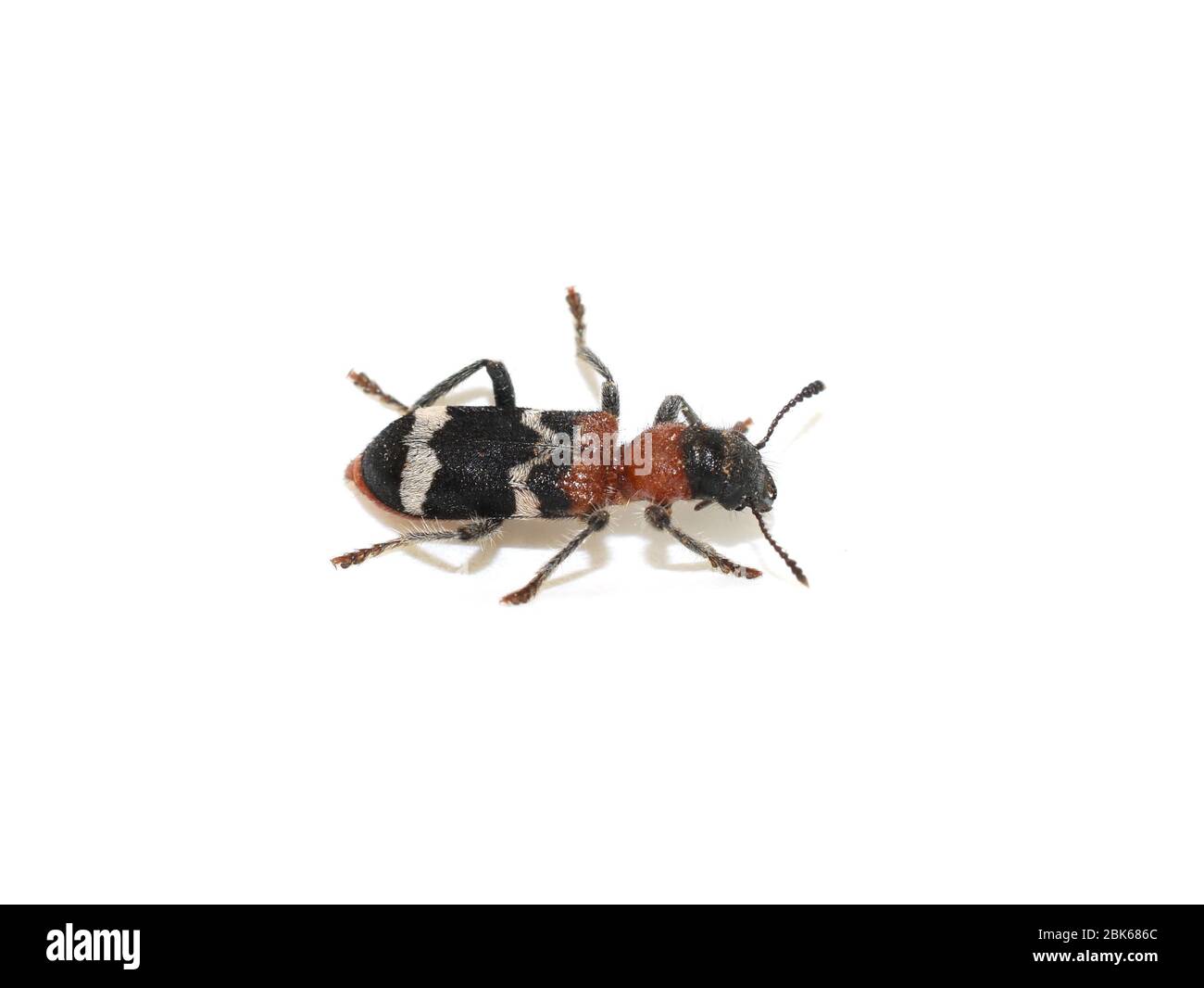 The ant beetle (Thanasimus formicarius) isolated on white background Stock Photo