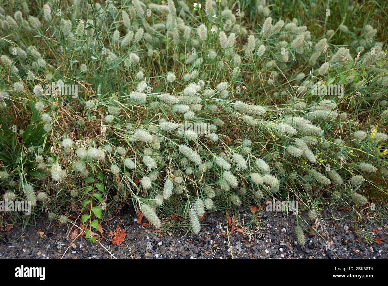 Trifolium angustifolium faded plants Stock Photo