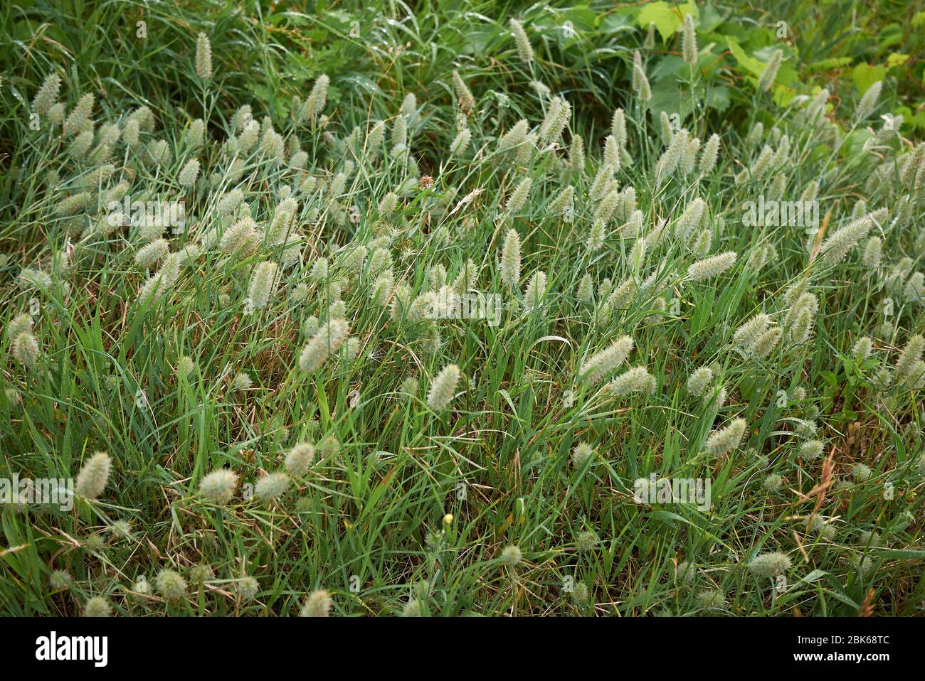 Trifolium angustifolium faded plants Stock Photo