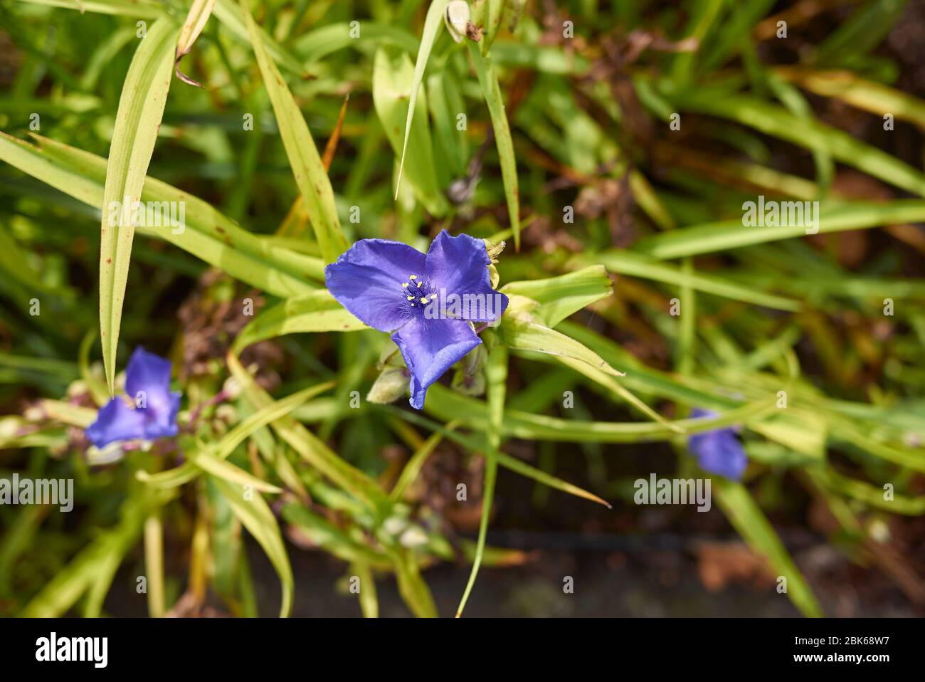 Tradescantia virginiana blue flowers Stock Photo