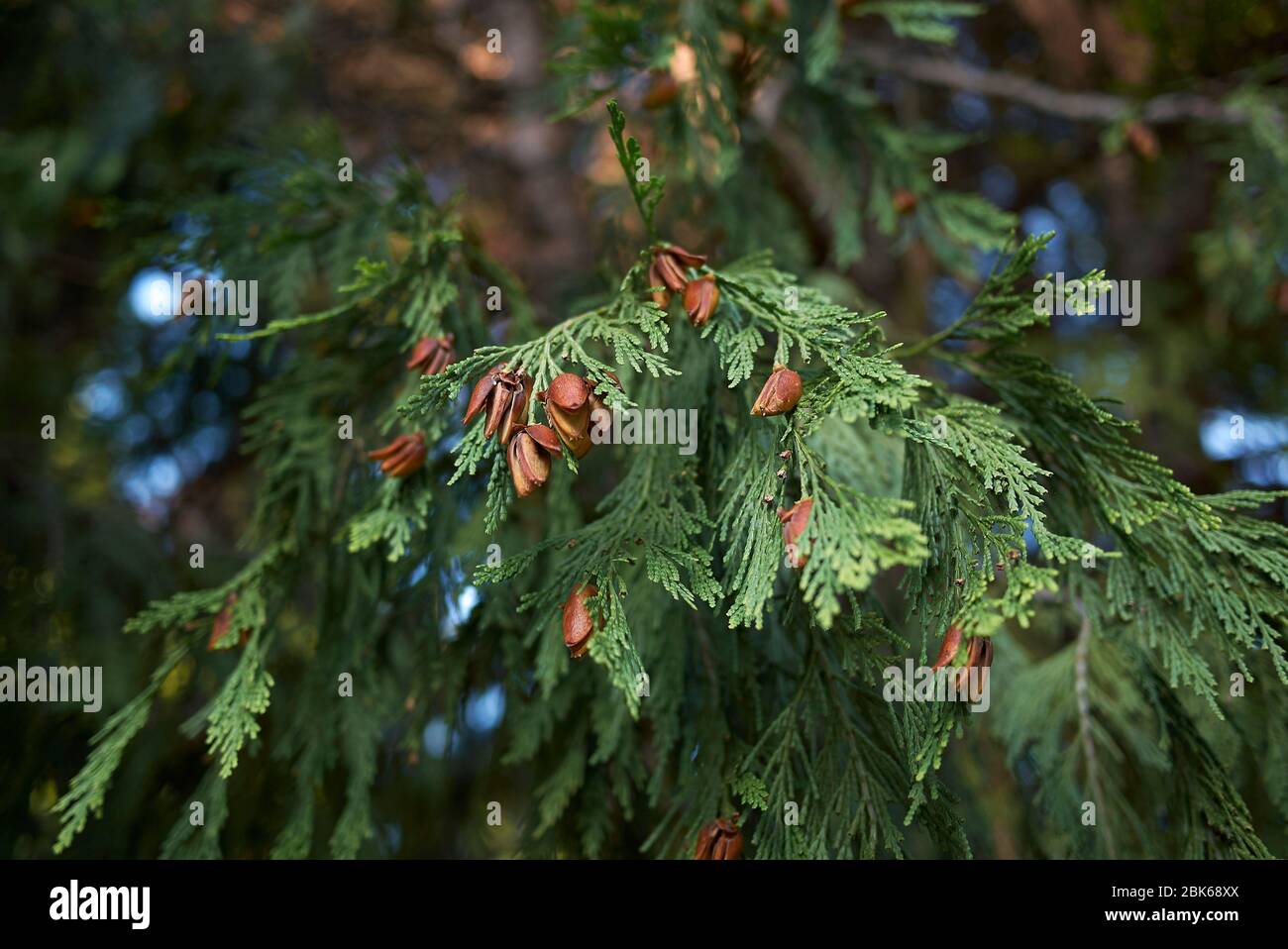 Calocedrus decurrens branch with cones Stock Photo