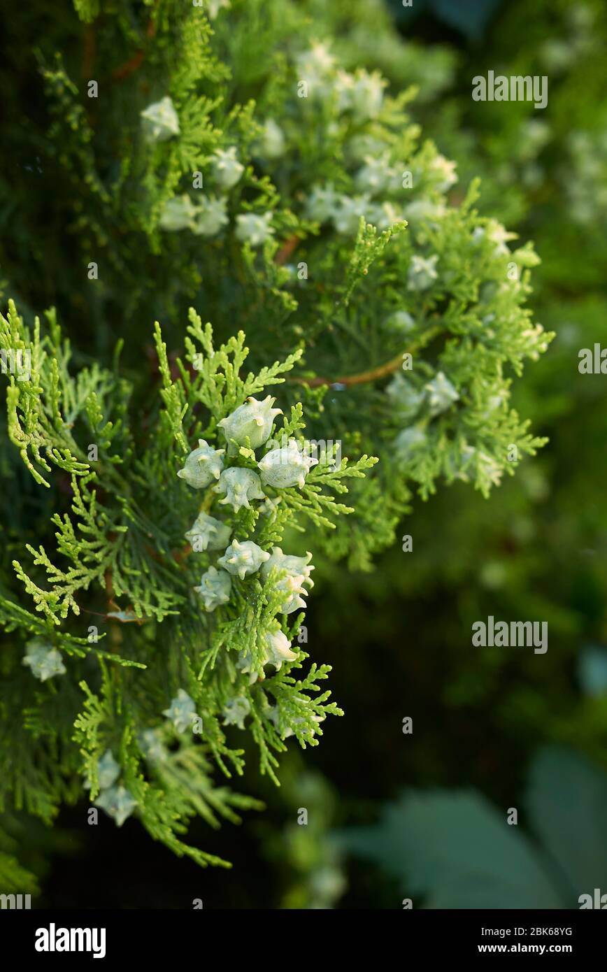 Thuja orientalis branch close up with fresh cones Stock Photo