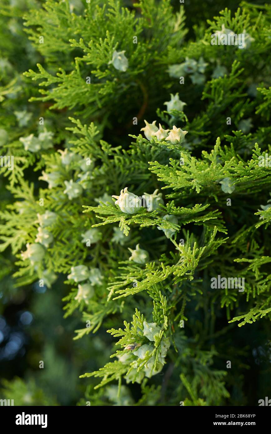 Thuja orientalis branch close up with fresh cones Stock Photo