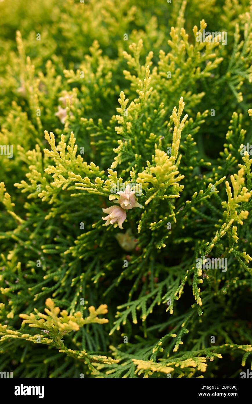 Thuja orientalis branch close up with fresh cones Stock Photo