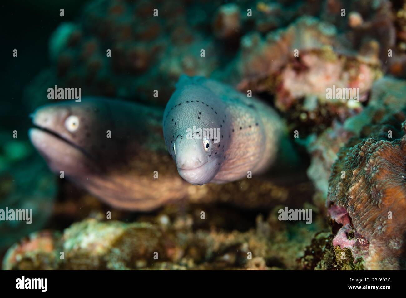 Moray eel with open mouth Stock Photo Alamy