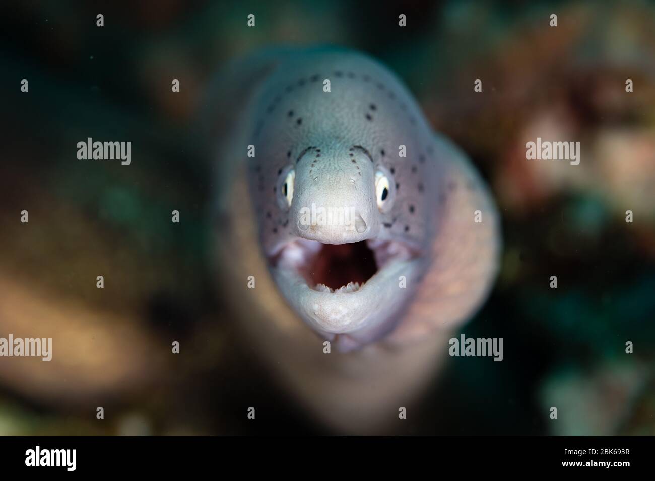 Moray eel with open mouth Stock Photo Alamy