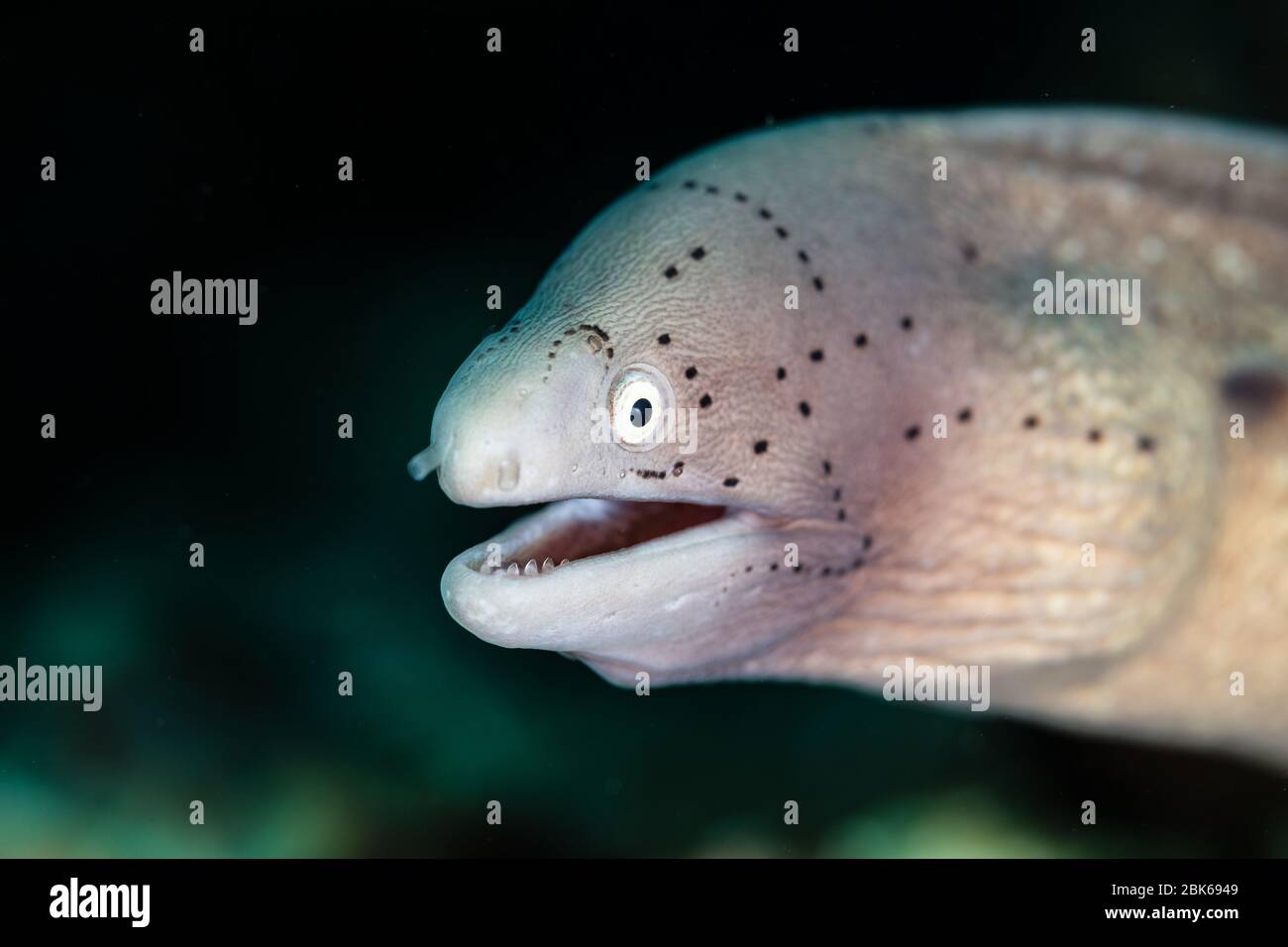 Moray eel with open mouth Stock Photo Alamy