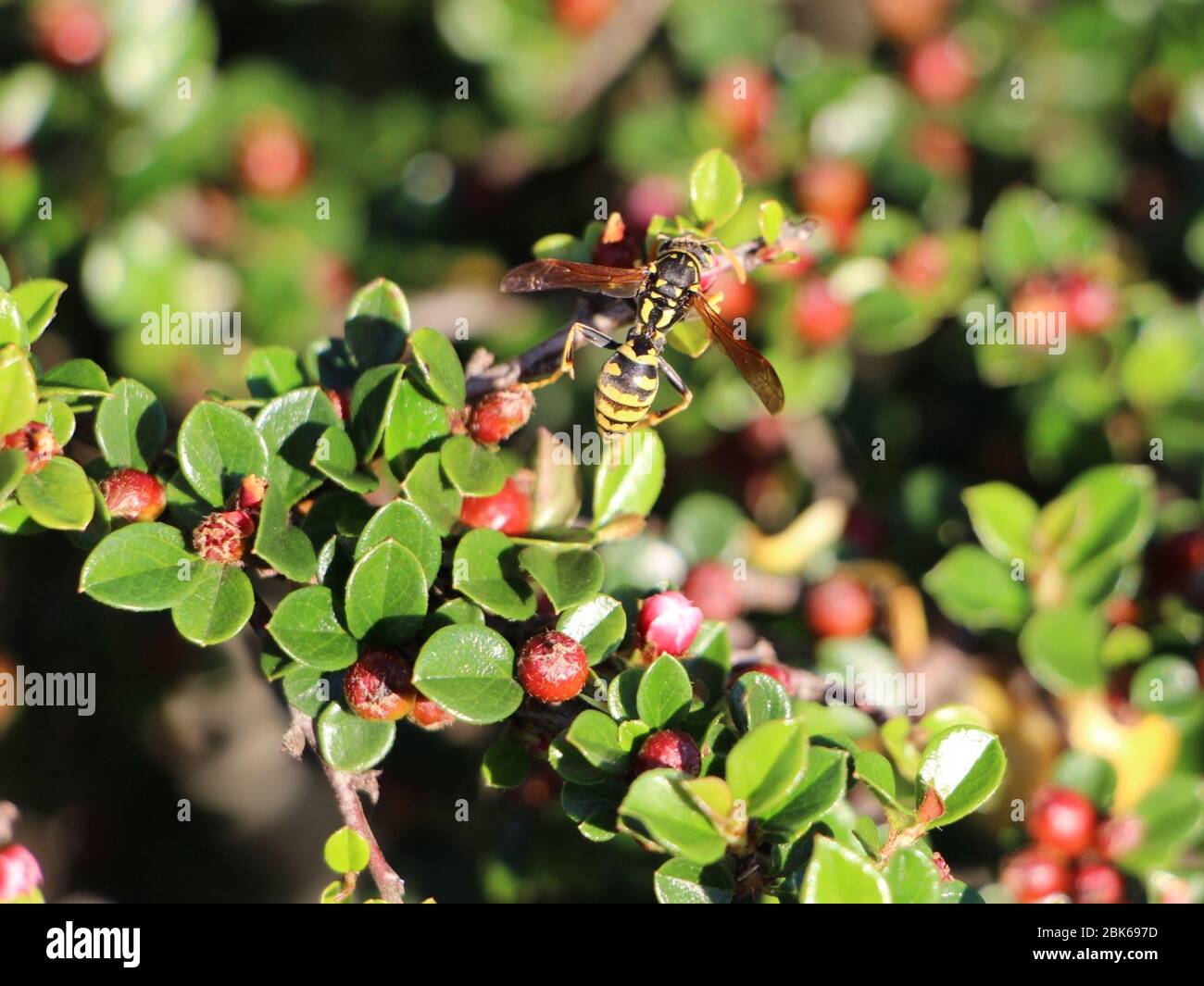 Vespa crabro germano European hornet on a branch of a bush with red berries Stock Photo