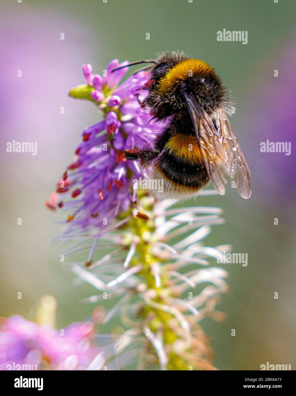 bumble bee on flower spike Stock Photo