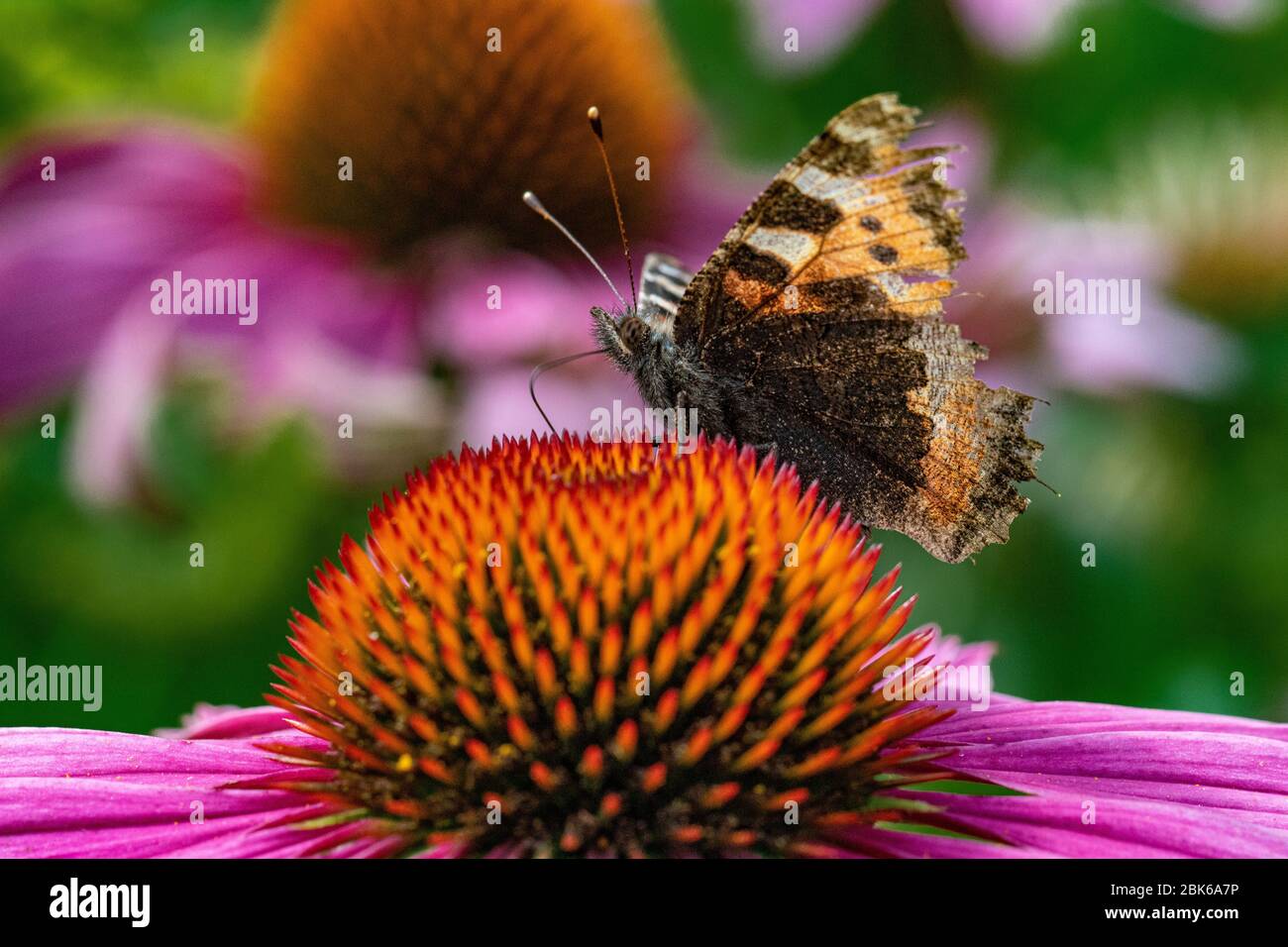 butterfly resting on echnachica flower Stock Photo