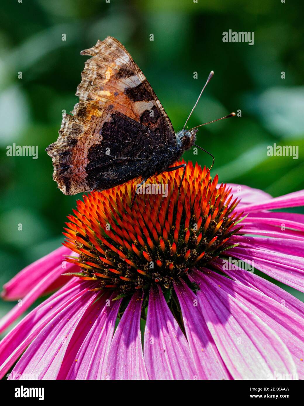 butterfly resting on echnachica flower Stock Photo