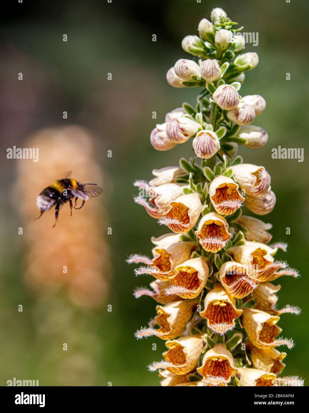 bumble bee flying to foxglove  flower spike Stock Photo