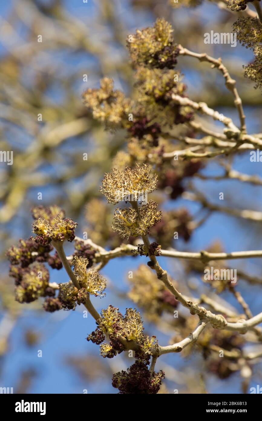 A flowering ash tree, Fraxinus excelsior, alongside a country lane in North Dorset in March. England UK GB Stock Photo