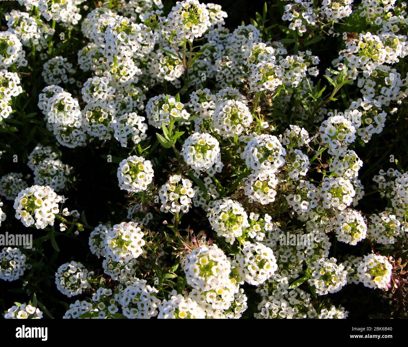 Flowers with yellow centre hi-res stock photography and images - Alamy