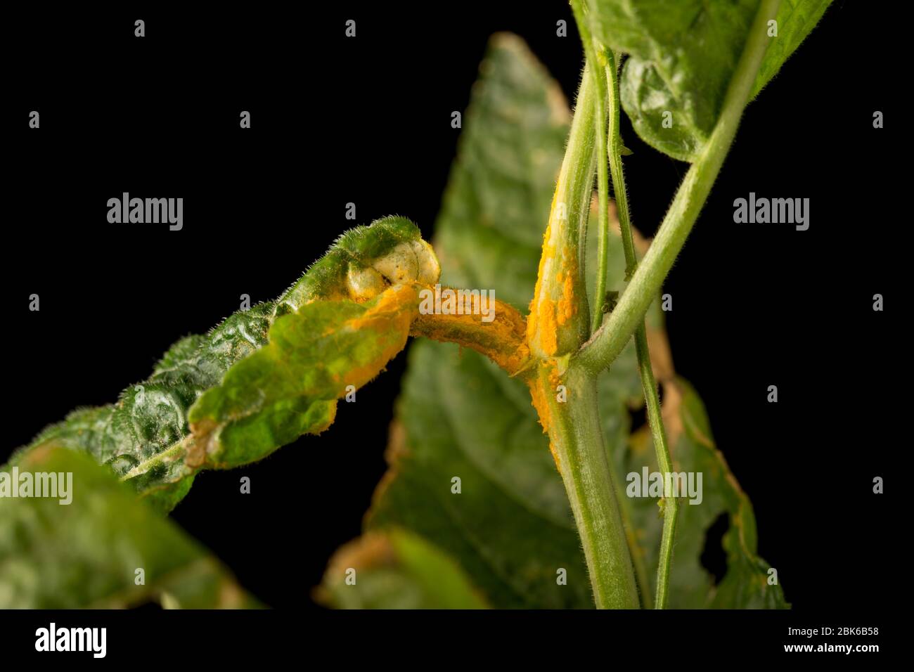 An example of the yellow rust fungi Melampsora populina that is growing on Dog’s Mercury, Mercurialis perennis, that was found growing at the side of Stock Photo