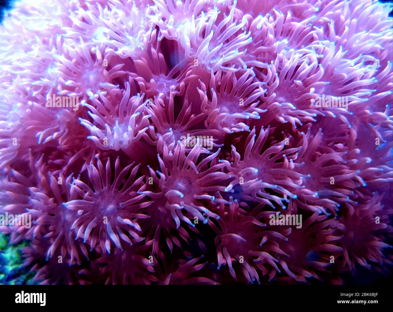 Flower Pot Coral High Resolution Stock Photography And Images Alamy