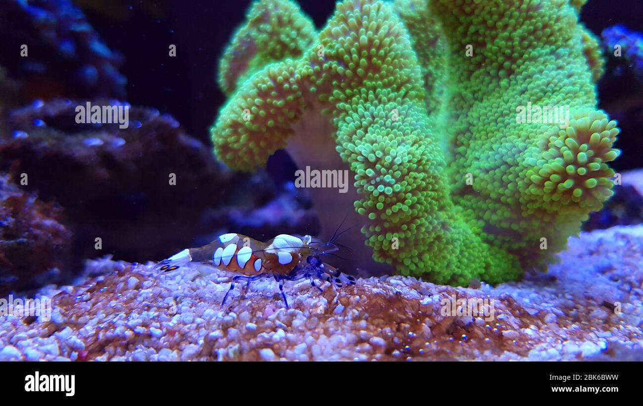 Glass Anemone Shrimp - (Periclimenes brevicarpalis) Stock Photo
