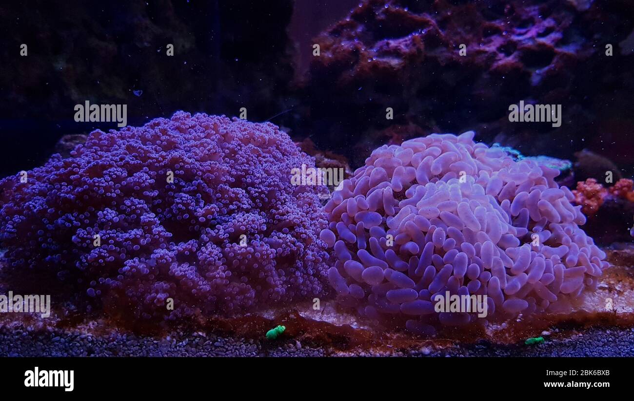 Euphyllia LPS coral species isolated in reef aquarium Stock Photo