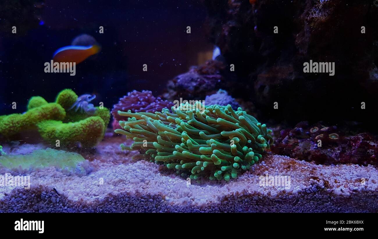 Euphyllia LPS coral species isolated in reef aquarium Stock Photo