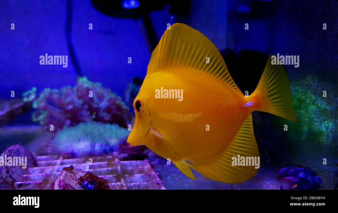 Zebrasoma flavescens The Yellow tang, It is one of the most popular