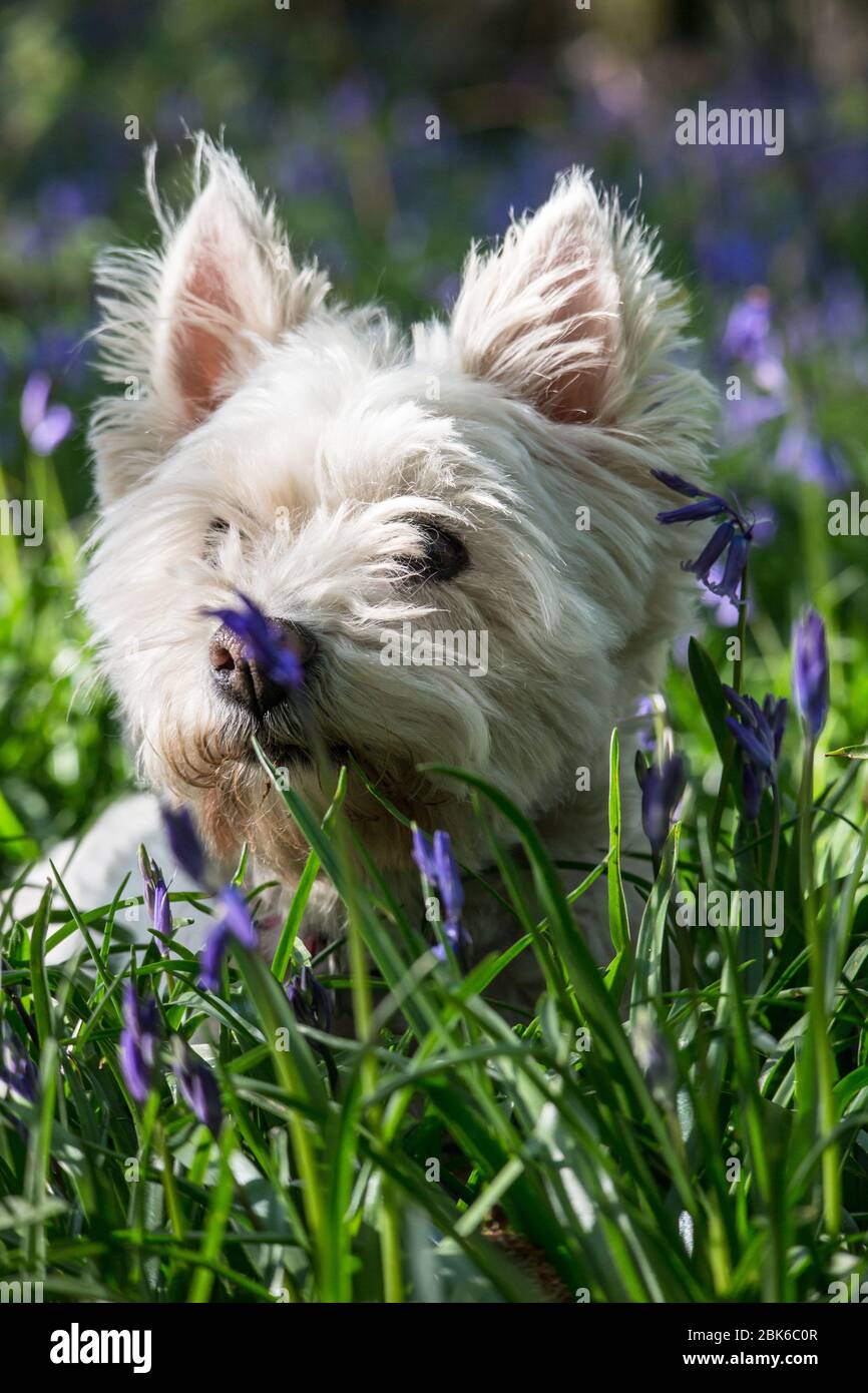 West Highland Terrier Dog / Westie dog in a bluebell Wood in East Sussex, South East England, UK Stock Photo