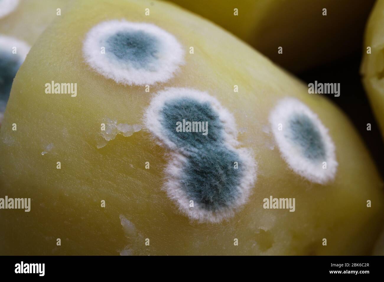 Macro closeup of mould infestation of cooked potatoes in pot Stock ...