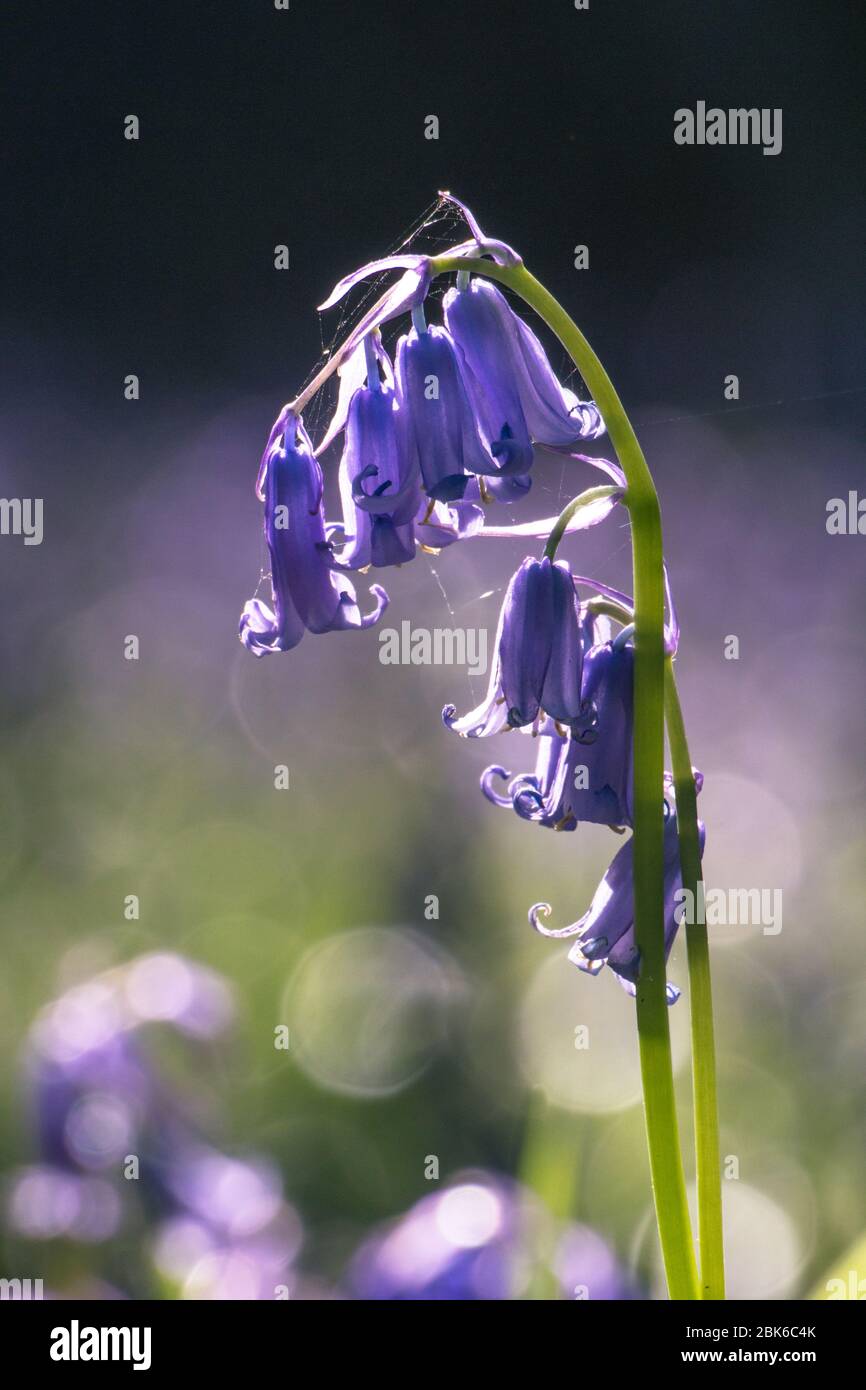 Bluebells backlit by low sun in an Ancient National Trust Woodland in East Sussex, South East England Stock Photo