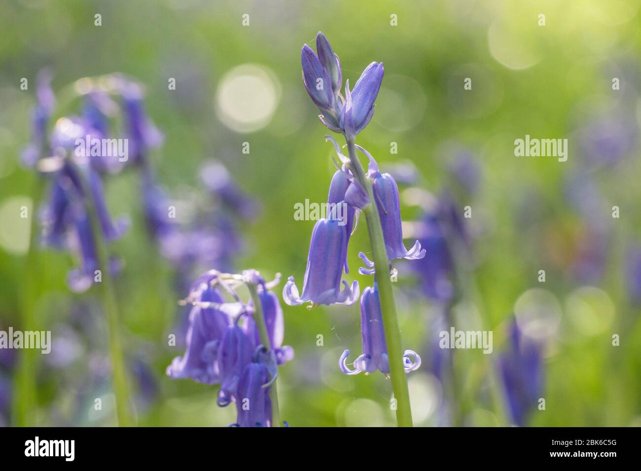 bluebells close up shot in woodland in April with low sun Stock Photo