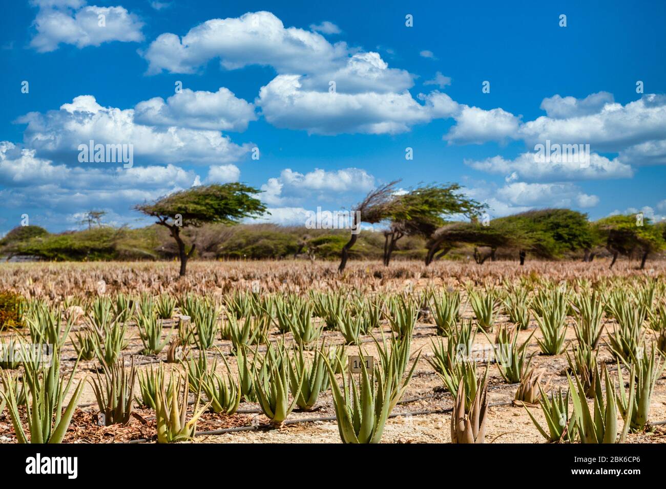 aloe vera gel teebaumöl COSMO Gesichtscreme Teebaumöl-Aloe