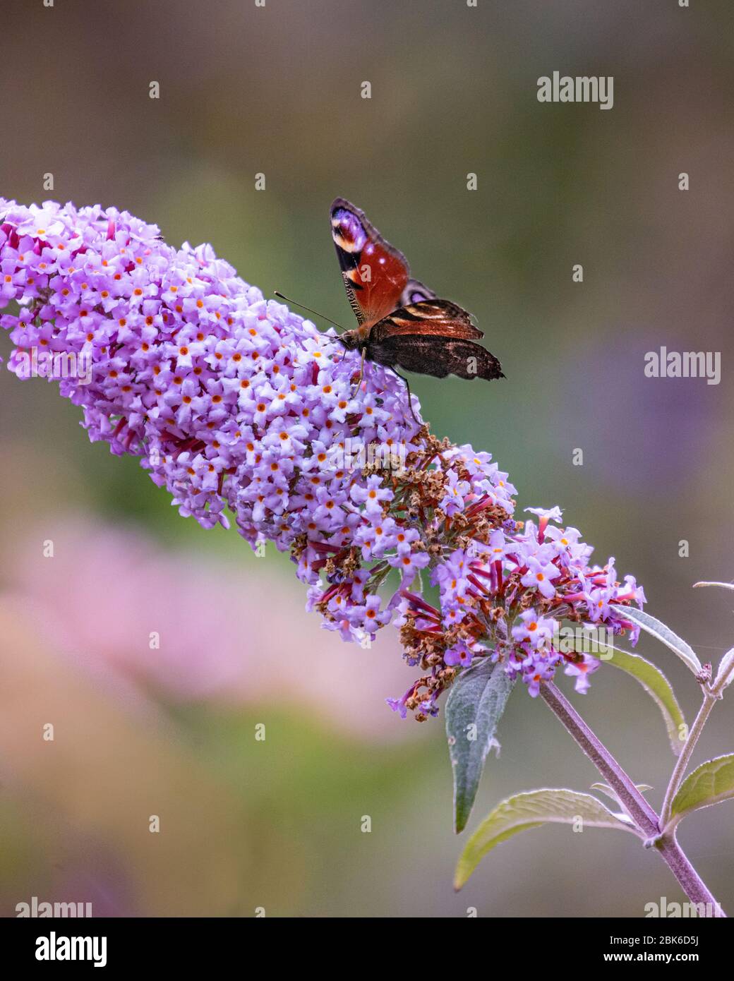 butterfly resting on buddleia flower Stock Photo
