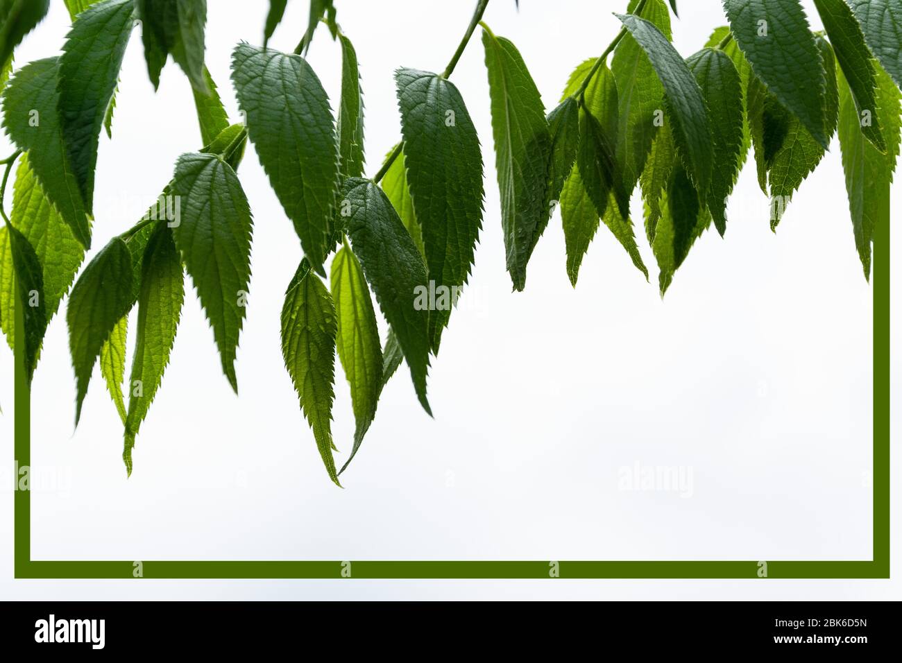 Branch line art frame hi-res stock photography and images - Alamy