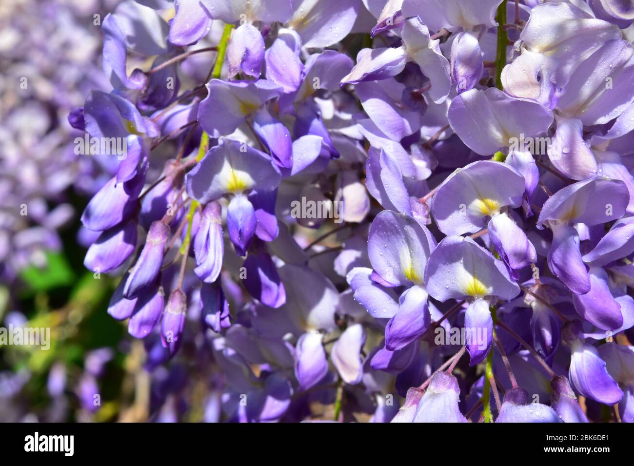 Wisteria Stock Photo