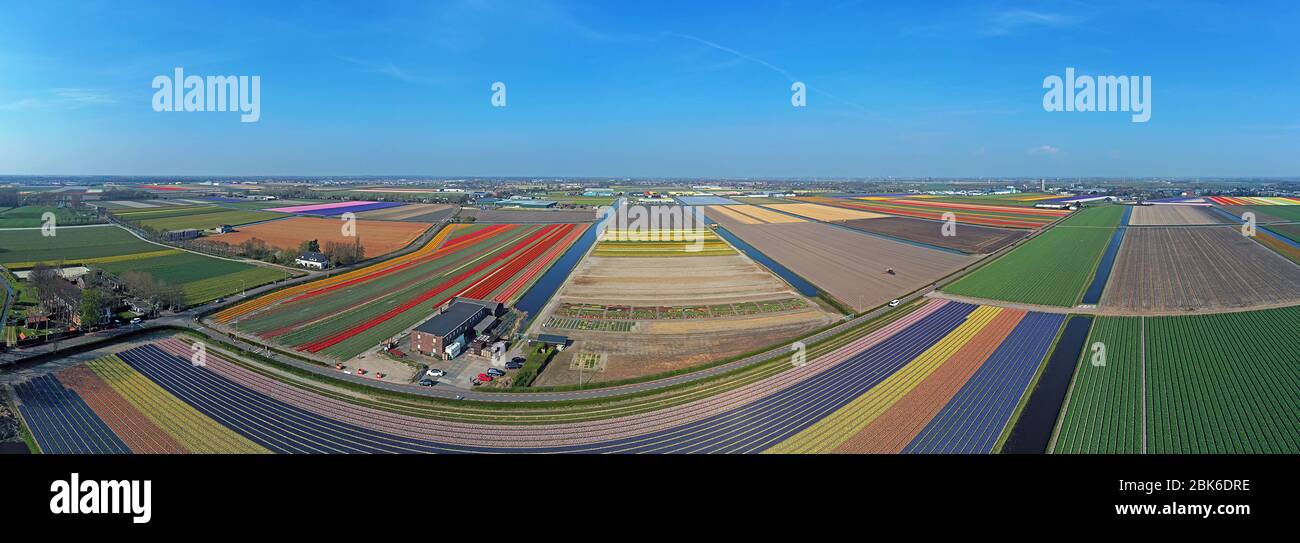 Aerial panorama from tulip fields in spring in the Netherlands Stock ...