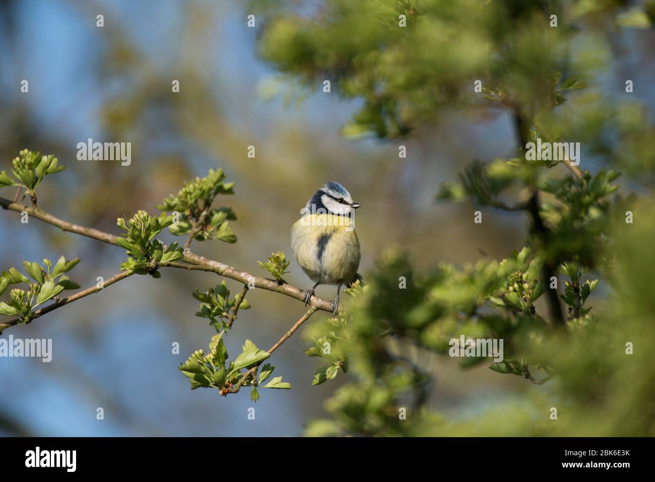 A Blue Tit (Parus caeruleus) in the uk Stock Photo