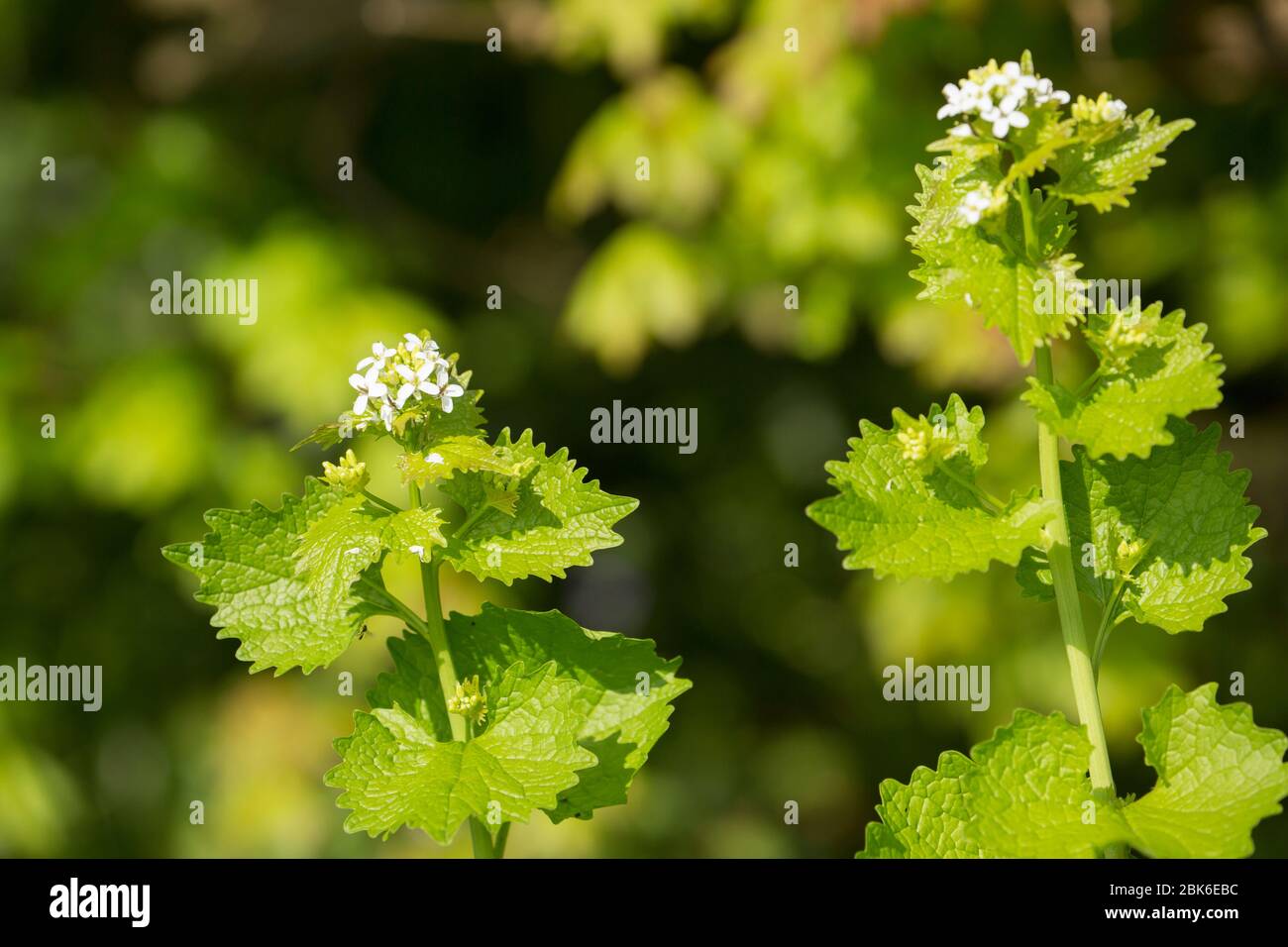 Jack by the Hedge, Alliaria petiolata, also known as hedge mustard, in flower. The edible plant is popular with foragers but as with all foraging grea Stock Photo