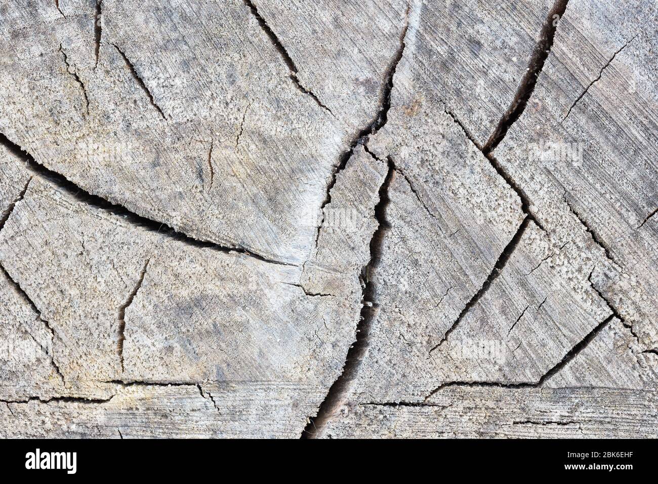 Texture of rough surface felled tree cracked weathered with annual ...