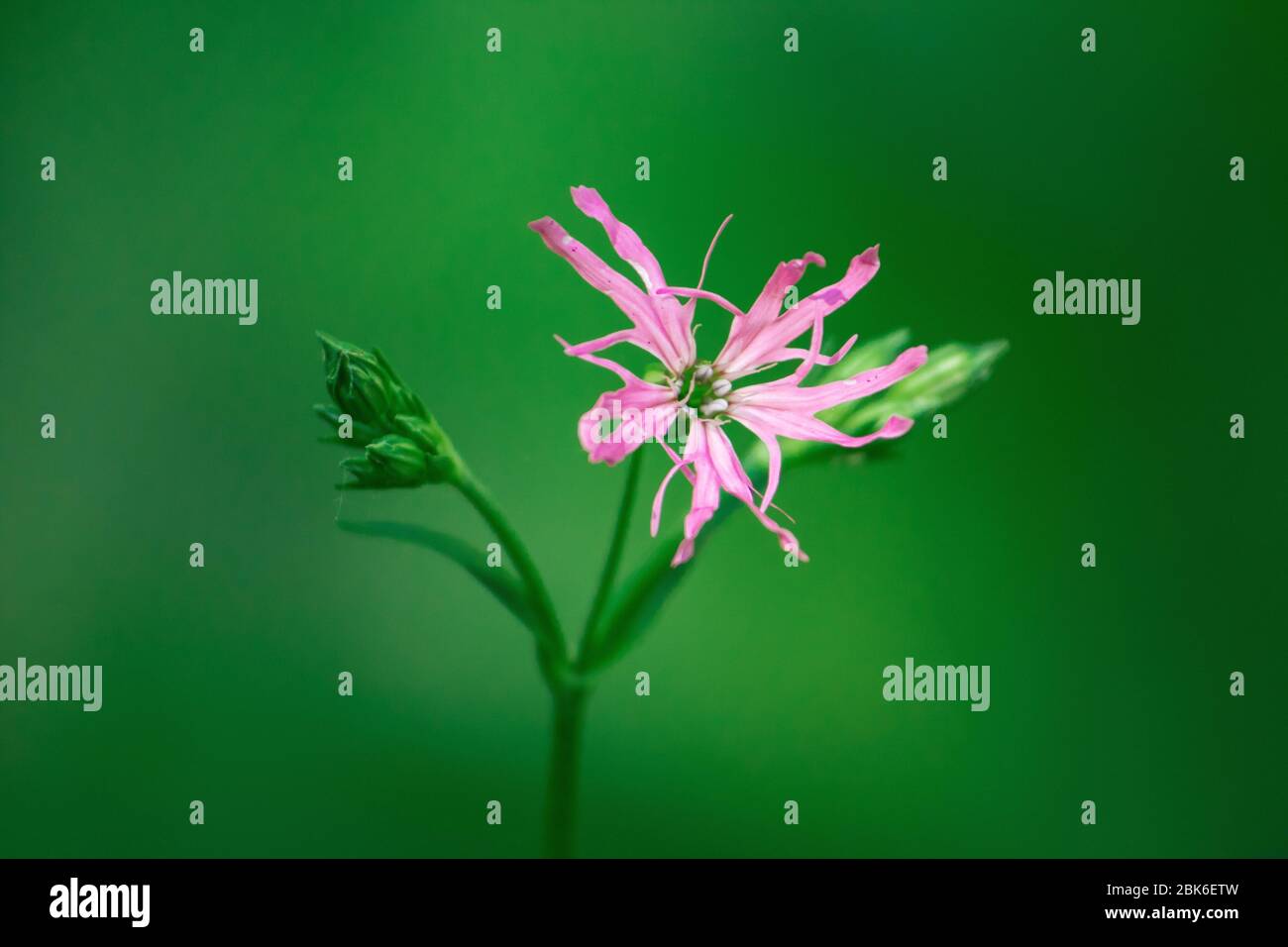Nice soft pink cuckoo flower on green background Stock Photo