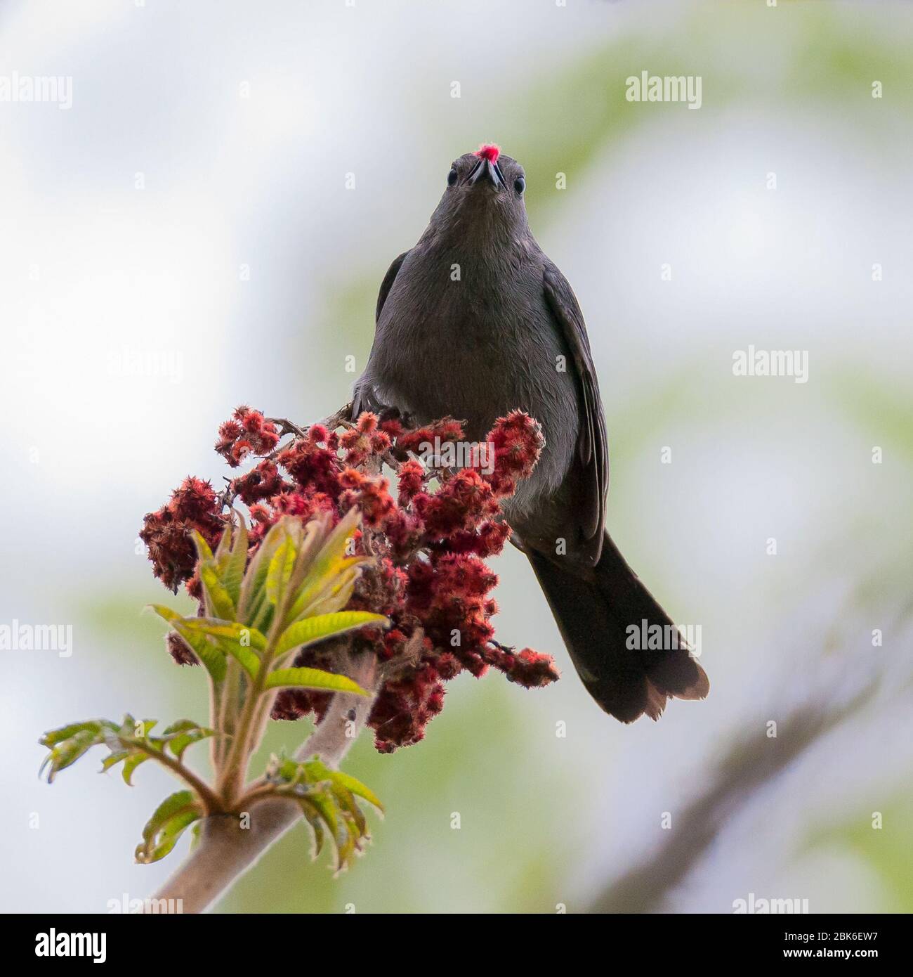 Gray Catbird eating Staghorn Sumac red berry Stock Photo Alamy