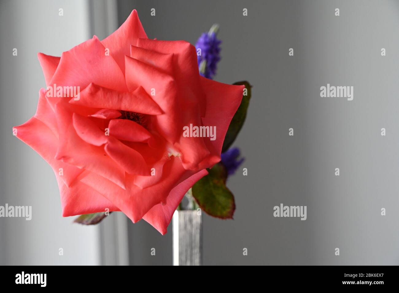 Beauty rose hi-res stock photography and images - Alamy