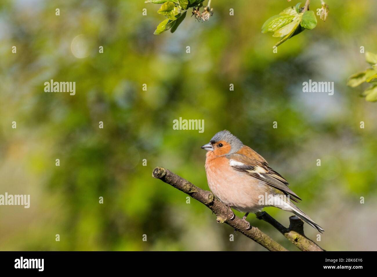 A Male Chaffinch (Fringilla coelebs) in the uk Stock Photo