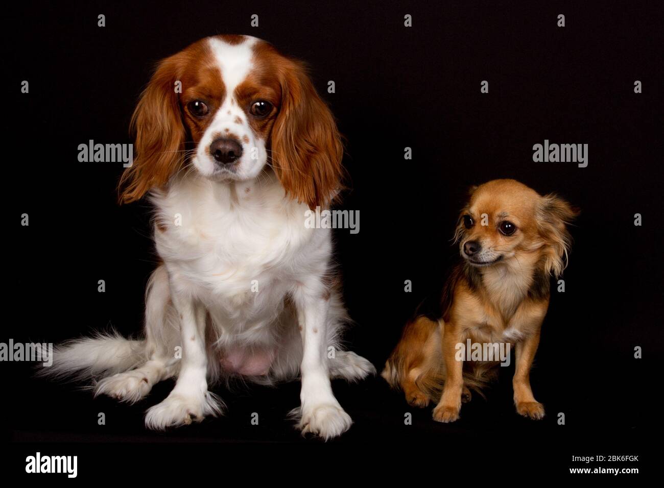 King charles spaniel mixed best sale with chihuahua