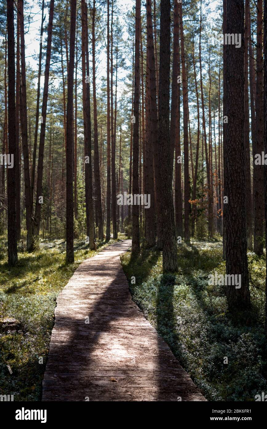 A man made wooden path in national park during beautiful sunset with some green vegetation all around and long dark shadows Stock Photo