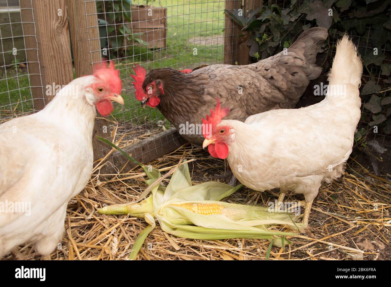Flock brown chickens coop hi-res stock photography and images - Alamy